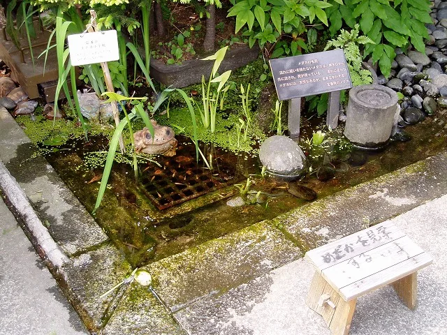 メダカの池