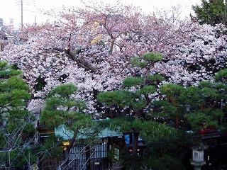 宝善院の桜