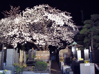 宝善院の桜